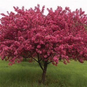 Okrasná jabloň purpurová (Malus) ´OLA´ - výška 150-190 cm, kont. C7.5L 